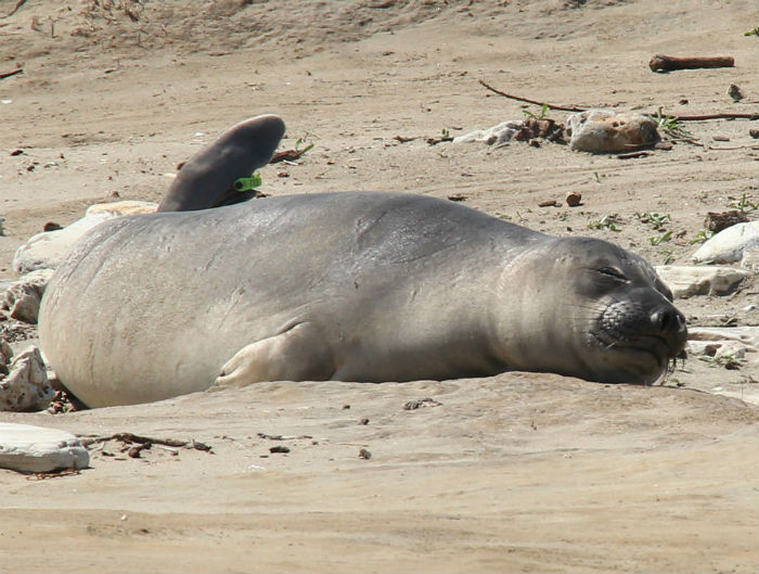 Elephant Seal